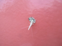 Maccaffertium terminatum