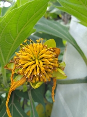 Tithonia diversifolia