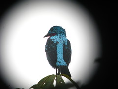 Cotinga cayana