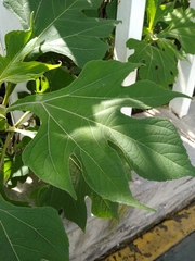 Tithonia diversifolia