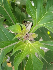 Tithonia diversifolia