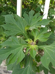Tithonia diversifolia