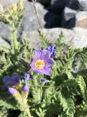 Polemonium elegans