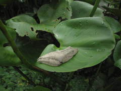 Boana calcarata