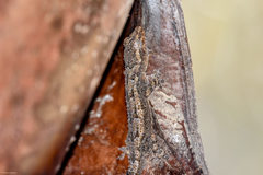 Hemidactylus mercatorius