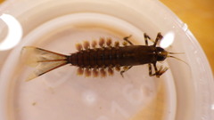 Isonychiidae