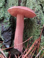 Boletus separans