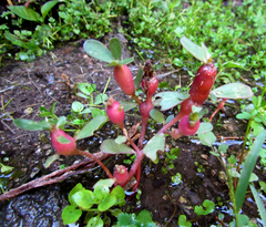Neolasioptera portulacae