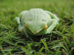 Sphaenorhynchus lacteus