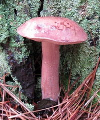 Boletus separans