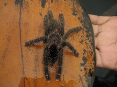 Avicularia juruensis