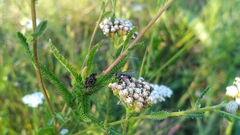 Eriothrix rufomaculata