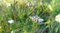 Eriothrix rufomaculata