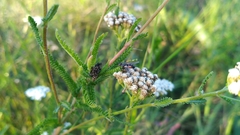 Eriothrix rufomaculata