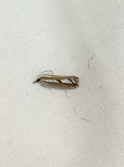 Catoptria latiradiellus