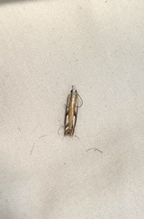 Catoptria latiradiellus