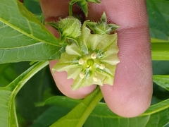 Jaltomata procumbens