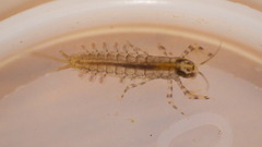 Isonychiidae