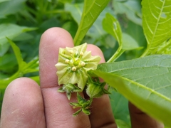 Jaltomata procumbens