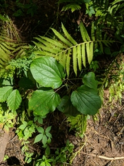 Smilax ecirrhata