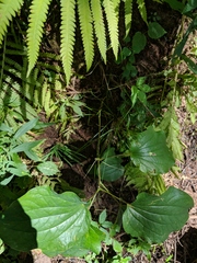 Smilax ecirrhata