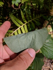Smilax ecirrhata