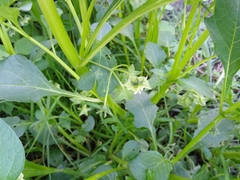 Jaltomata procumbens