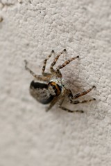 Menemerus bivittatus