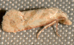 Platphalonidia magdalenae