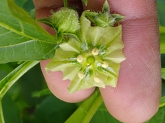 Jaltomata procumbens
