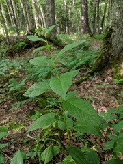 Campanula latifolia