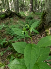 Campanula latifolia