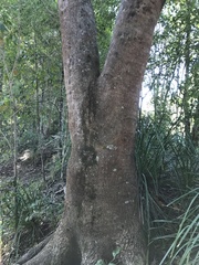 Flindersia brayleyana