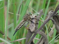 Promachus vertebratus