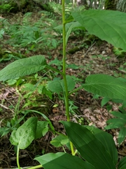 Campanula latifolia