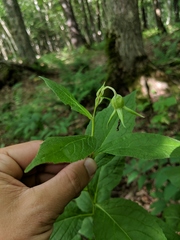 Campanula latifolia