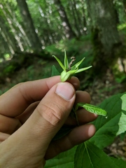 Campanula latifolia