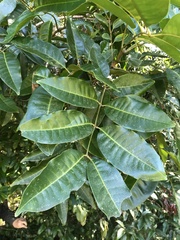 Flindersia brayleyana