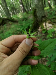 Campanula latifolia