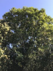 Flindersia brayleyana