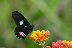 Archonias brassolis tereas