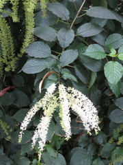 Ledenbergia peruviana