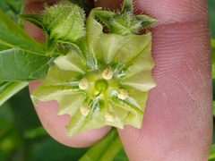 Jaltomata procumbens