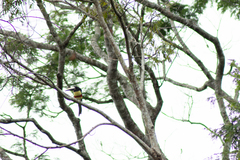 Pteroglossus aracari