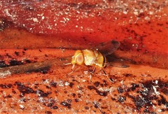 Copestylum tympanitis