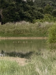 Dendrocygna autumnalis