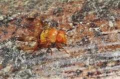 Copestylum tympanitis