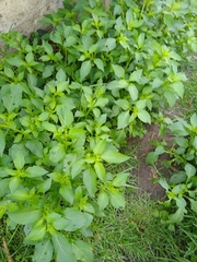 Jaltomata procumbens