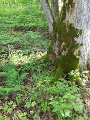 Melica smithii