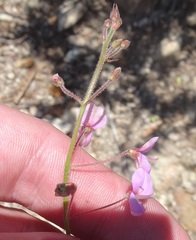 Desmodium arizonicum